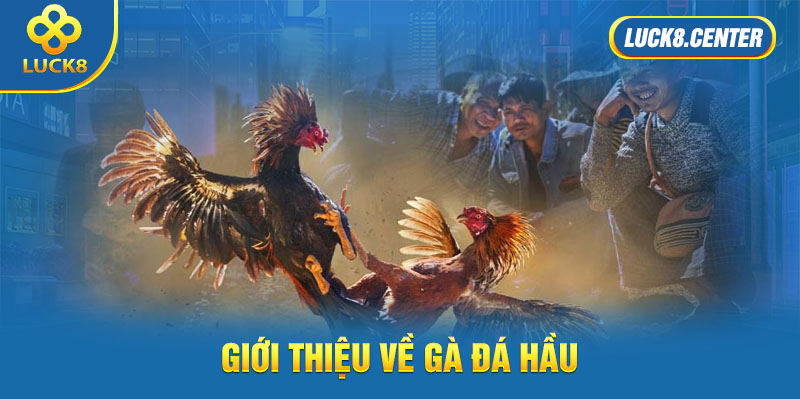 Giới thiệu về gà đá hầu