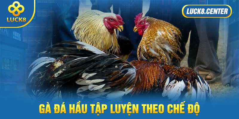 Gà đá hầu tập luyện