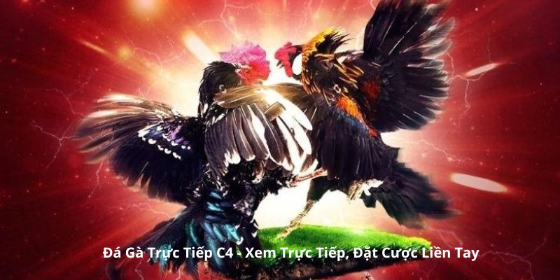 Đá Gà Trực Tiếp C4 - Xem Trực Tiếp, Đặt Cược Liền Tay 2024