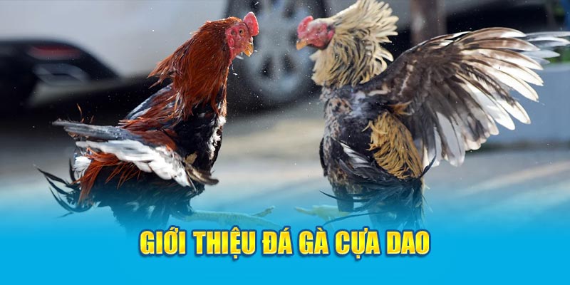 Giới thiệu đá gà cựa dao