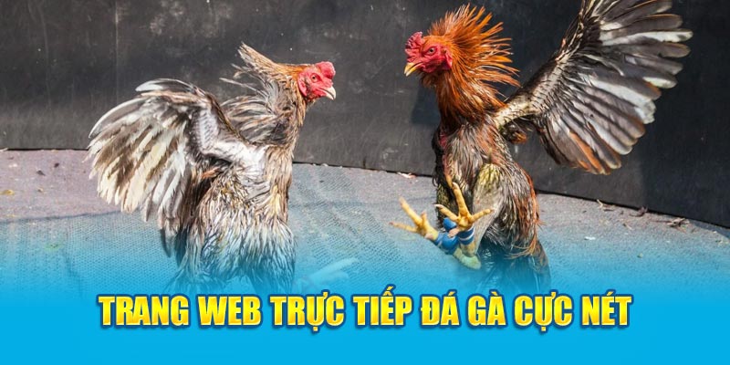 Trang web trực tiếp đá gà cực nét